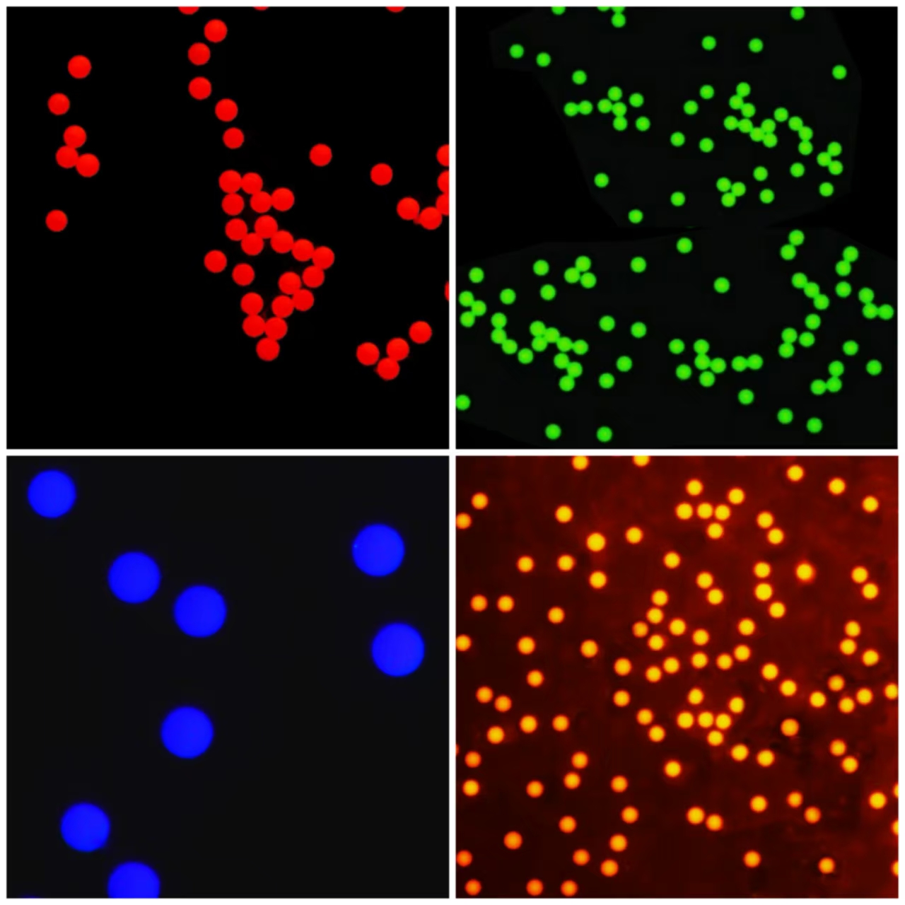 聚苯乙烯荧光微球